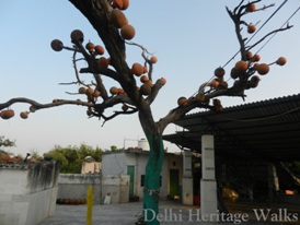 Neighbourhood of Old Fort: Heritage Walk to Old Fort